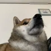 メルブ（プロフィールお読みください）の画像