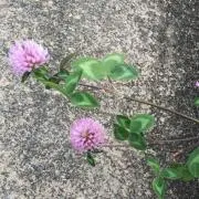 花の画像