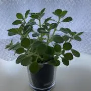 TOMOOの画像