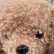 ゆりの画像