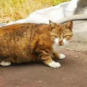 山猫の画像