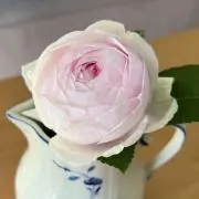 うたたくんの画像