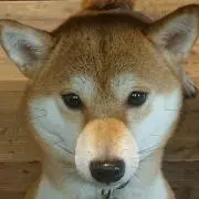 mishaの画像
