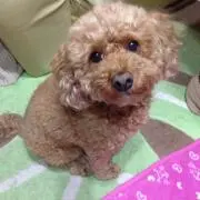 あんず