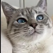もるちゃんの画像