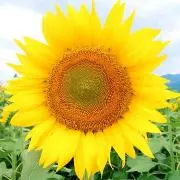 sara＊profile必読＊の画像