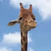 sashiの画像
