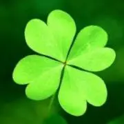 クローバーの画像