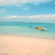 たまの画像