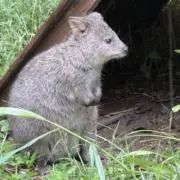 みぃ31の画像