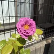 紫花