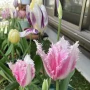 ふうせんの画像