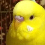 ぱーぴー