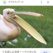 ペリカンの画像