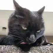 ねこばす