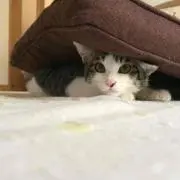 ここ