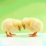 【本日購入→明日発送】ゆーみんの画像