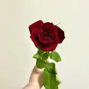H&L_Shoppeの画像