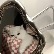chanの画像