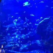 ちゅらサンゴ