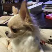 LOUISの画像