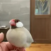 ちゅんちゅんの画像