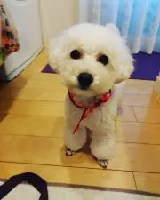 ちきんばの画像