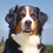 Nanakoの画像