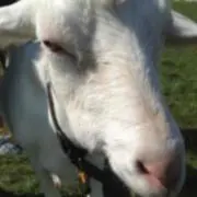 yagi