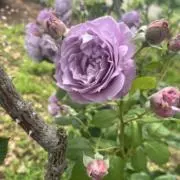 ぽん吉の画像