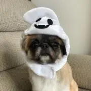 peco☆の画像