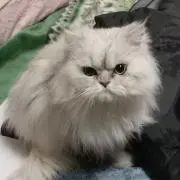 とり