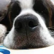 moko