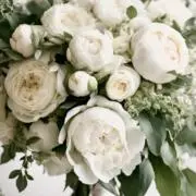 neige blanche