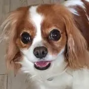 Reyの画像