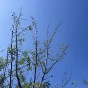 サムの画像