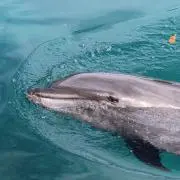 pik