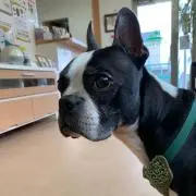 ボブの画像