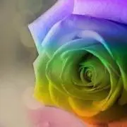 Amiの画像