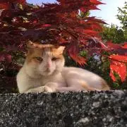 たかな プロフ必読の画像
