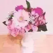 メイの画像