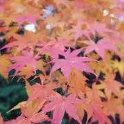REDの画像