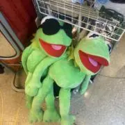 こたの画像