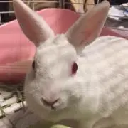 うさパンチの画像