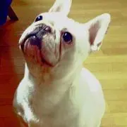 シロ