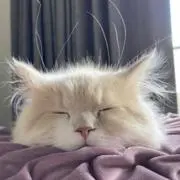 ひとみの画像