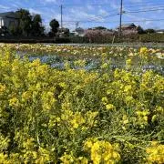 けろりんの画像