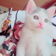 ぽんすけ