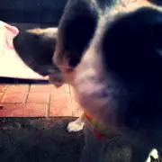 ゆーき