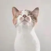 きるたんの画像